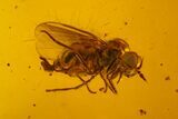 Fossil Fly (Diptera) & Biting Midge (Ceratopogonidae) In Baltic Amber #150712-1
